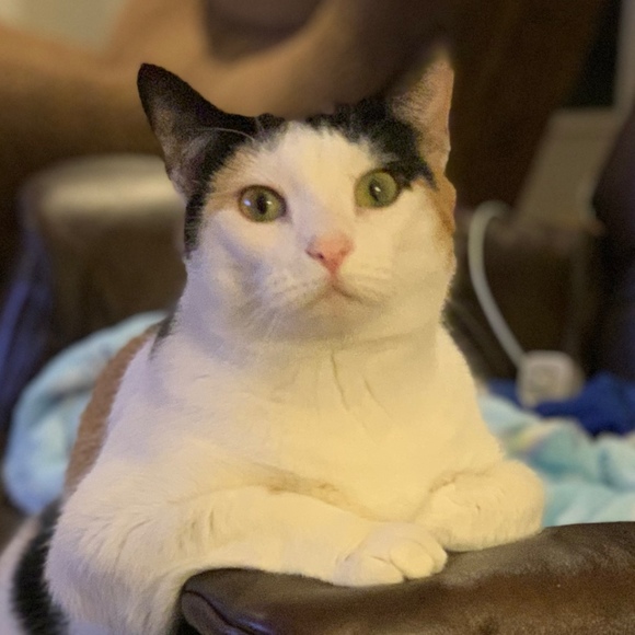 veronicamookie